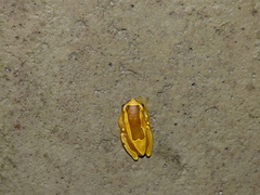 Dendropsophus elegans
