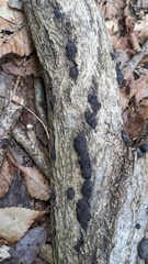 Annulohypoxylon truncatum