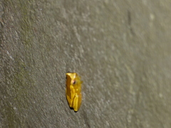 Dendropsophus elegans