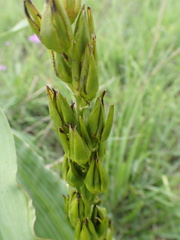 Hypoxis colchicifolia