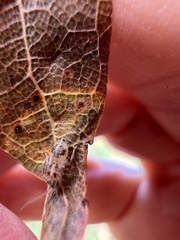 Teliapsocus conterminus