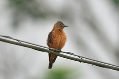 Hirundinea ferruginea