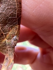 Teliapsocus conterminus