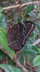 Morpho achilles