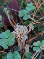 Ramaria apiculata
