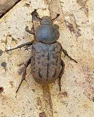 Trogodes rotundicollis