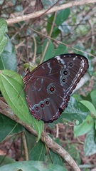 Morpho achilles