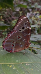 Morpho achilles