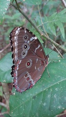 Morpho achilles