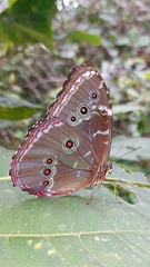 Morpho achilles