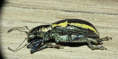 Naupactus
