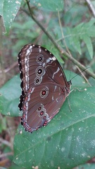 Morpho achilles