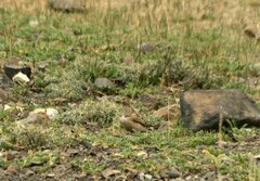 Thinocorus orbignyianus