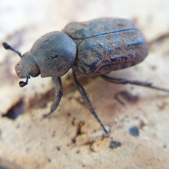 Trogodes rotundicollis