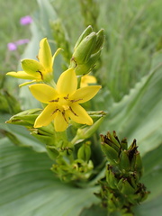 Hypoxis colchicifolia