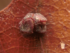 Polystepha globosa