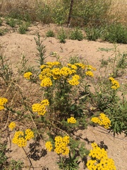 Oncosiphon suffruticosus