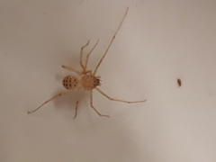 Scytodes univittata