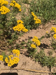 Oncosiphon suffruticosus