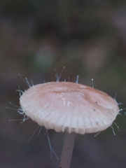 Spinellus fusiger