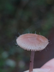 Spinellus fusiger