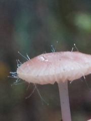 Spinellus fusiger