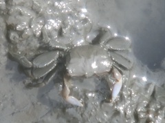 Macrophthalmus banzai