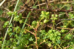 Euphorbia portlandica
