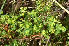 Euphorbia portlandica