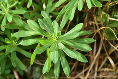 Euphorbia portlandica