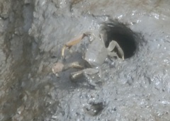 Macrophthalmus banzai