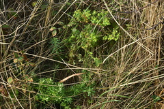 Euphorbia portlandica