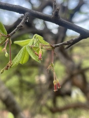 Commiphora mollis