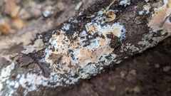 Steccherinum nitidum