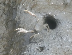 Macrophthalmus banzai