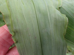 Hypoxis colchicifolia