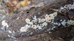 Steccherinum nitidum