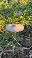 Volvopluteus gloiocephalus