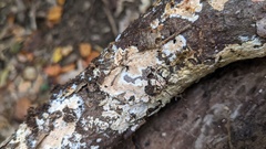 Steccherinum nitidum