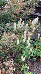 Sanguisorba canadensis