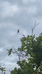 Eupsittula aurea