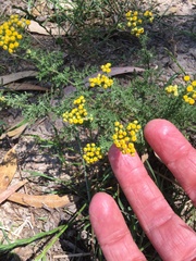 Oncosiphon suffruticosus