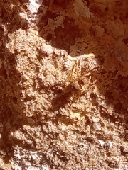 Saitis variegatus