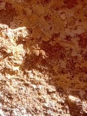 Saitis variegatus