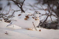 Lagopus muta islandorum