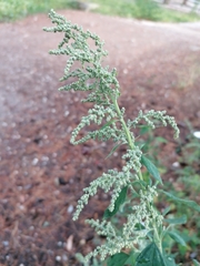 Chenopodium album