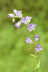 Penstemon campanulatus