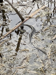 Thamnophis sirtalis semifasciatus