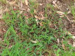 Persicaria lapathifolia