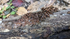 Xylobolus spectabilis